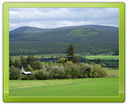 View across woodland