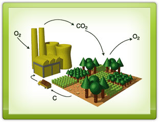 Carbon Cycle Diagram