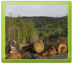 Freshly cut logs with woods in background